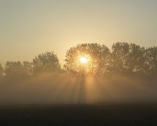 Sonnenstrahlen hinter Bäumen